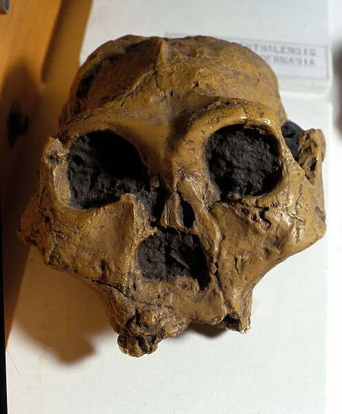 Australopitecus Africanus. Sterkfontein, South Africa. The skull is about 2
