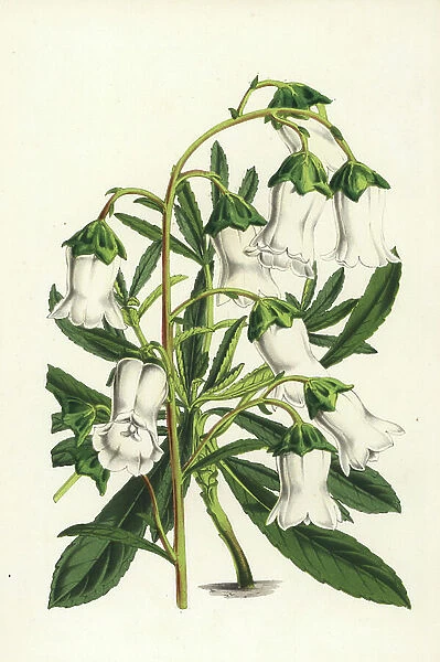 Azorina vidalii, endangered plant (Campanula vidalii). Handcoloured lithograph from Louis van Houtte and Charles Lemaire's Flowers of the Gardens and Hothouses of Europe, Flore des Serres et des Jardins de l'Europe, Ghent, Belgium, 1851