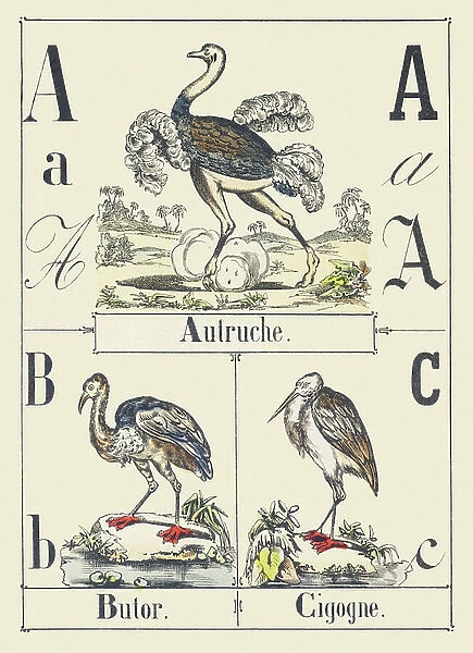 A B C: Ostrich, Bittern, Stork, c1880 (illustration)