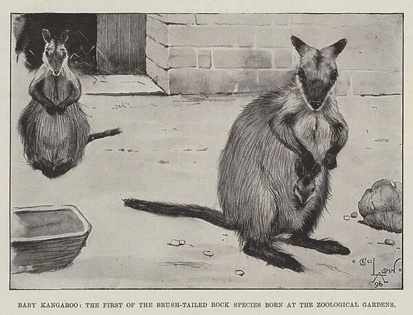 Baby Kangaroo, the First of the Brush-Tailed Rock Species born at the Zoological Gardens (engraving)