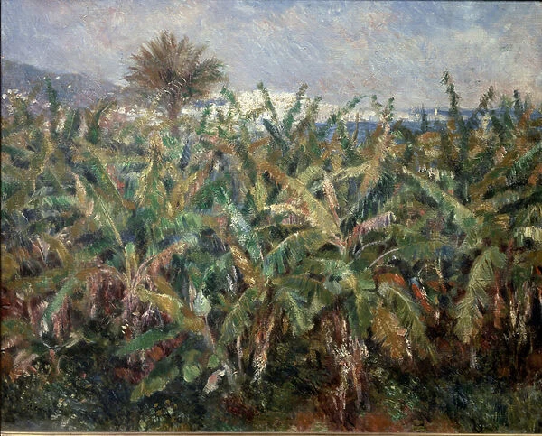 Banana Field, 1881 - Oil on canvas