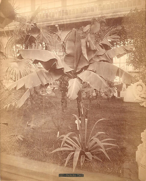 Banana Tree, Pennsylvania Centennial Exhibition, 1876 (silver albumen print)