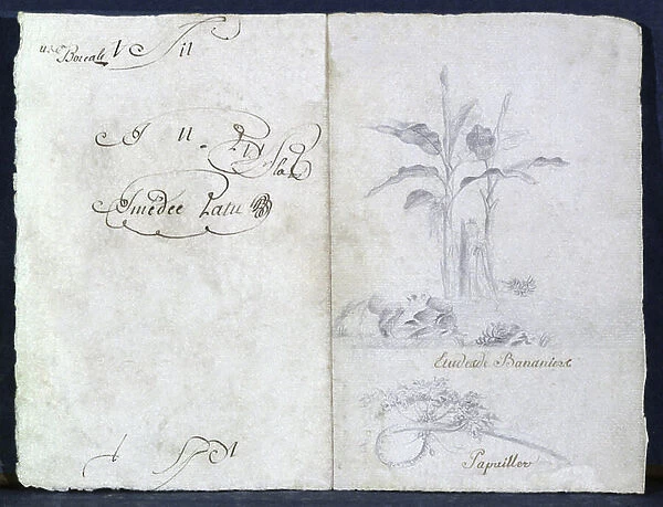 Banana trees, 1812 (drawing)
