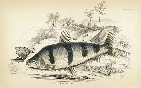 Banded schizodon or boga lisa, Schizodon fasciatus. Handcoloured steel engraving by W.H. Lizars after an illustration by James Stewart from Robert Schomburg's Fishes of Guiana, part of Sir William Jardine's Naturalist's Library: Ichthyology