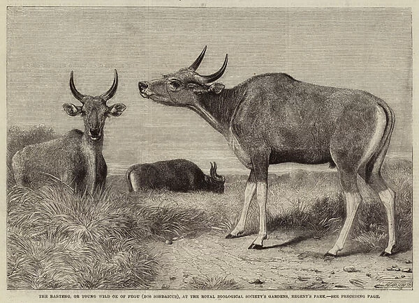 The Banteng, or Young Wild Ox of Pegu (Bos Sondaicus), at the Royal Zoological Societys Gardens, Regents Park (engraving)