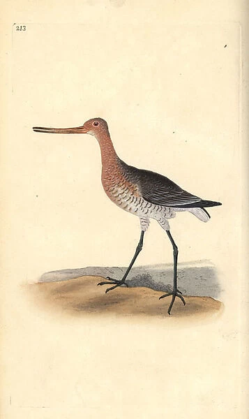 Bar-tailed godwit (female), Limosa lapponica. Handcoloured copperplate drawn and engraved by Edward Donovan from his own 'Natural History of British Birds, 'London, 1794-1819