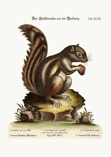 The Barbarian Squirrel, 1749-73 (coloured engraving)