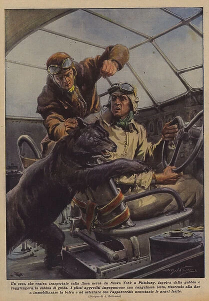 A bear, who was being transported on the airline from New York to Pittsburg, escaped from the cage... (colour litho)