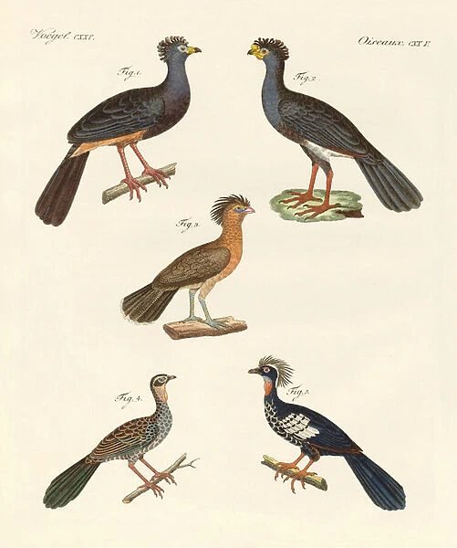 Beautiful new birds (coloured engraving)