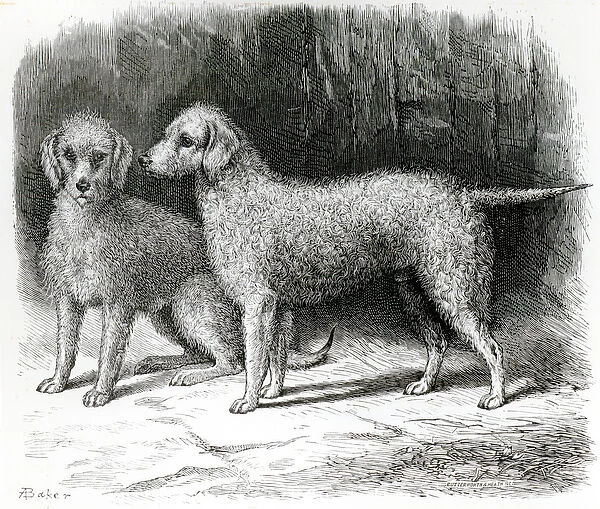 Bedlington Terriers- Mr. F. Armstrongs Rosebud and Mr