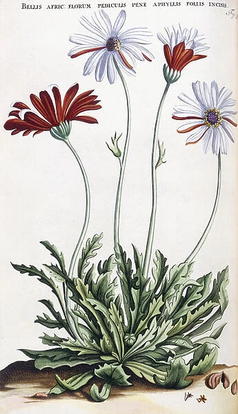 Bellis Afric: (African daisy  /  Osteospermum), 1697-1701 (hand-coloured engraving)