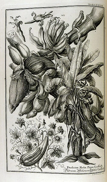 Biblical plants and fruits including mandrake and melon, 18th century (engraving)