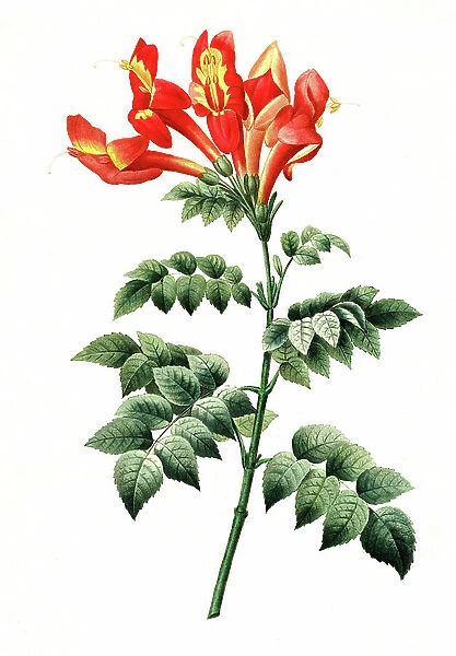 Bignonia capensis, a plant species of the genus Bignonia within the trumpet tree family
