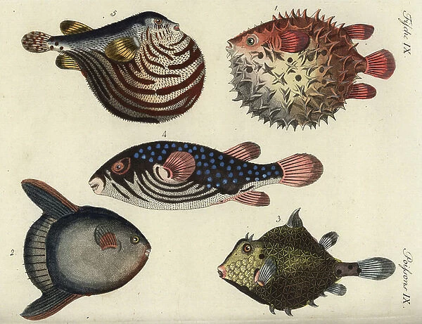 Birdbeak burrfish (epic orbicular pork fish), Cyclichthys orbicularis 1, sunfish (mole or moon fish), Mola mola 2, thornback trunkfish (fish chest pyramid), Tetrosomus gibbosus 3, checkered puffer (tetrodon reticule or fugu)