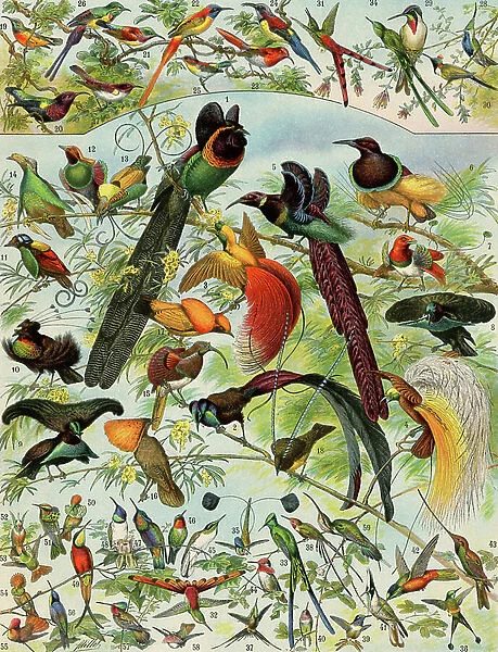 Birds of Paradise and Long-billed Birds. 19th century lithographed