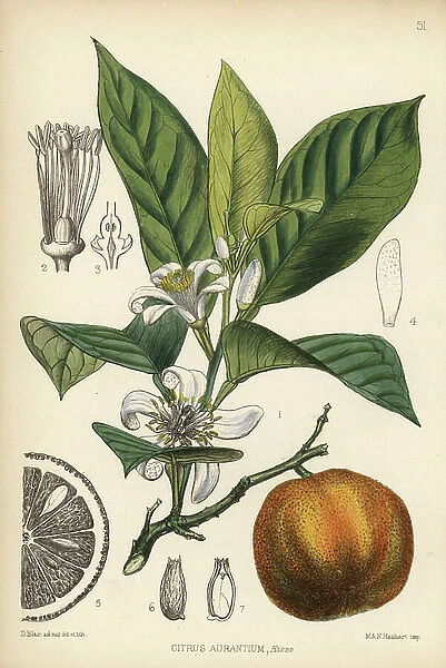 Bitter orange or Seville orange, Citrus aurantium. Handcoloured lithograph by Hanhart after a botanical illustration by David Blair from Robert Bentley and Henry Trimen's Medicinal Plants, London, 1880