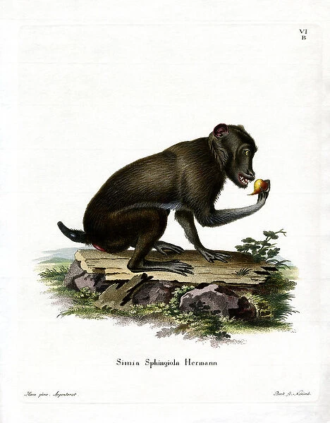 Black Baboon (coloured engraving)