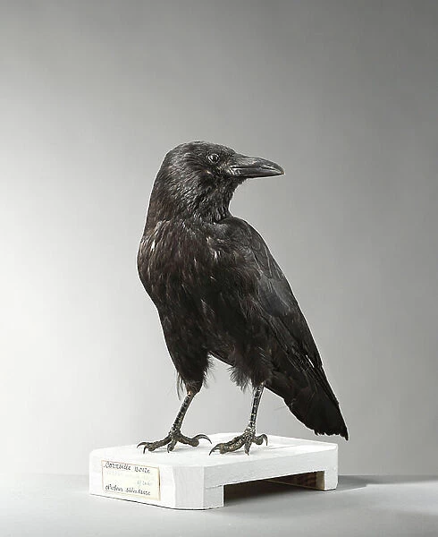 Black crow (Corvus corone) - carrion crow - Museum d'histoire naturelle de Marseille