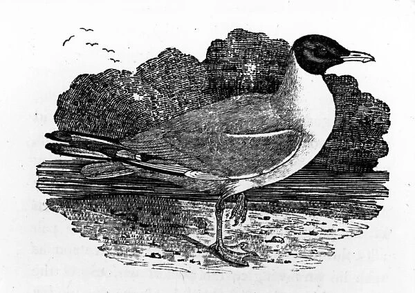 Black-Headed Gull, illustration from A History of British Birds by Thomas Bewick
