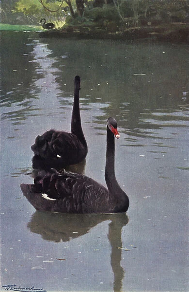 Black Swan (colour litho)