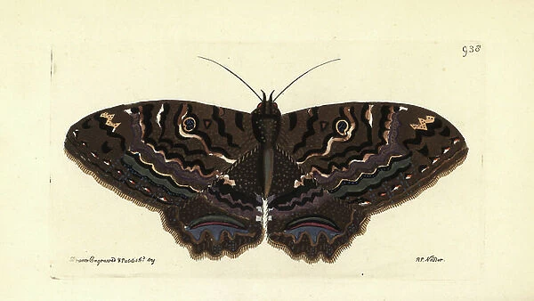 Black witch, Ascalapha odorata (Agarista moth, Phalaena agarista). Illustration drawn and engraved by Richard Polydore Nodder. Handcoloured copperplate engraving from George Shaw and Frederick Nodder's ' The Naturalist's Miscellany, ' London, 1810