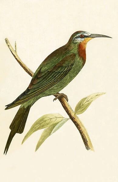 Blue Cheeked Bee Eater, illustration from A History of the Birds of Europe Not Observed in the British Isles by Charles Robert Bree (1811-86), published 1867 (colour litho)