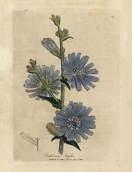 Blue flowered wild succory or chicory, Cichorium intybus