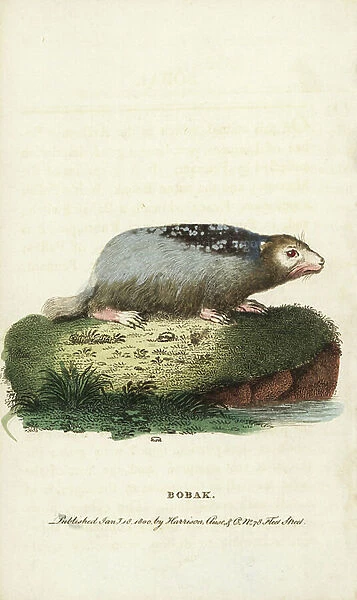 Bobak marmot, Marmota bobak. Illustration copied from Thomas Pennant. Handcoloured copperplate engraving from '' The Naturalist's Pocket Magazine,'' Harrison, London, 1800