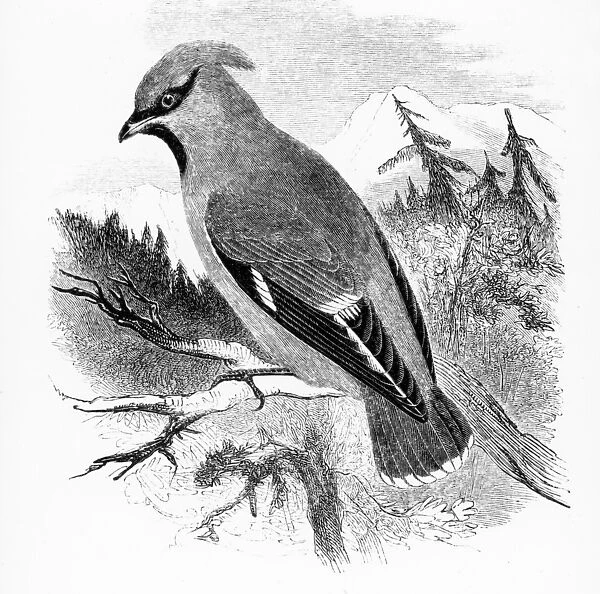 The Bohemian Waxwing, illustration from A History of British Birds by William Yarrell