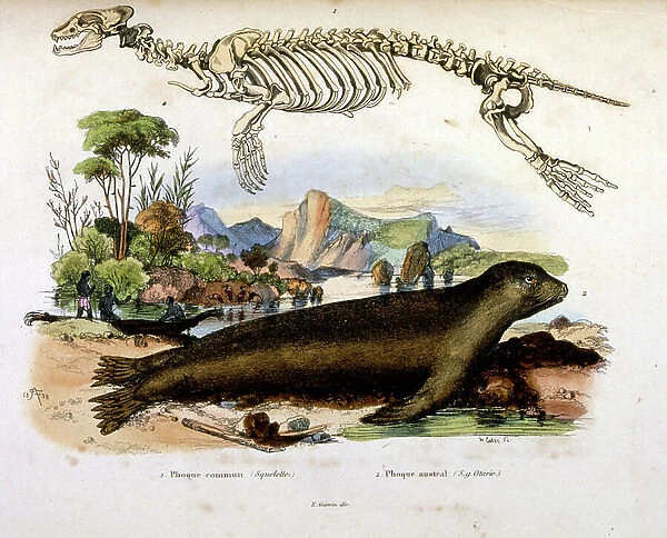 Botanical and zoological illustration by F. E. Guerin. From Dictionnaire pittoresque d'histoire naturelle et des phenomenes de la nature-1833 / 1834