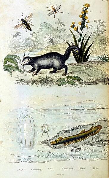 Botanical and zoological illustration by F. E. Guerin. From Dictionnaire pittoresque d'histoire naturelle et des phenomenes de la nature-1833 / 1834