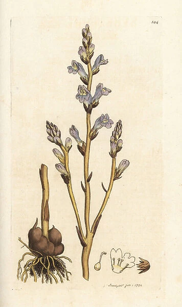 Branched broomrapse, Orobanche ramosa. Handcoloured copperplate engraving by James Sowerby from James Smiths English Botany, London, 1794