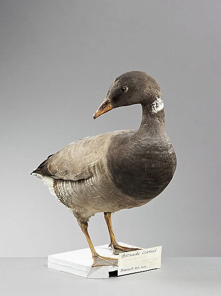 Brant (Branta bernicla), brant or brent goose - Museum d'histoire naturelle de Marseille