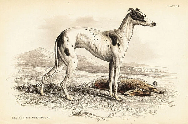 British greyhound, Canis lupus familiaris (Canis leporarius)