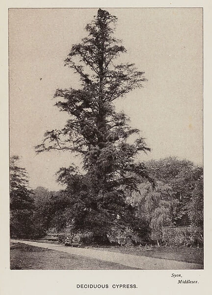 British Trees: Deciduous Cypress, Syon, Middlesex (b  /  w photo)