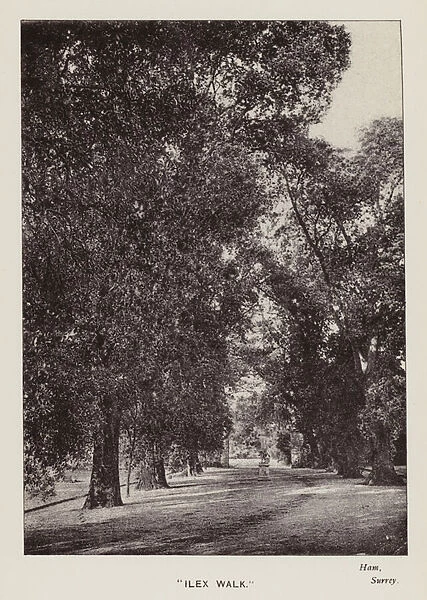 British Trees: 'Ilex Walk, 'Ham, Surrey (b  /  w photo)