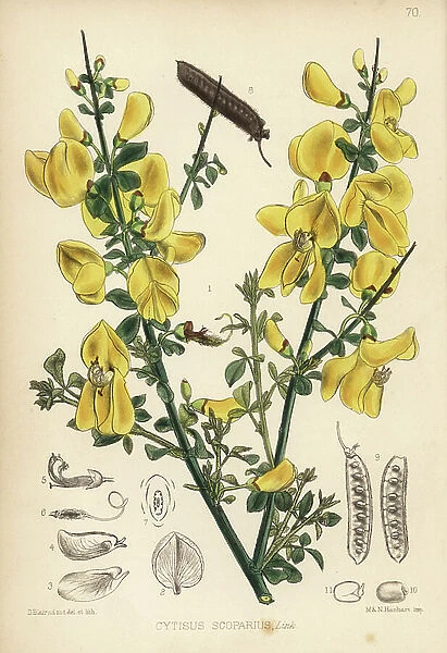 Broom, Cytisus scoparius. Handcoloured lithograph by Hanhart after a botanical illustration by David Blair from Robert Bentley and Henry Trimen's Medicinal Plants, London, 1880
