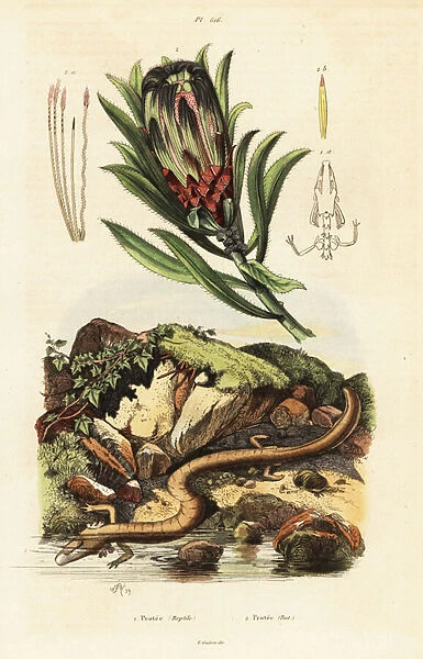 Brown-beard sugarbush and olm. 1824-1829 (engraving)