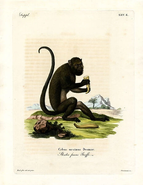 Brown Howler (coloured engraving)