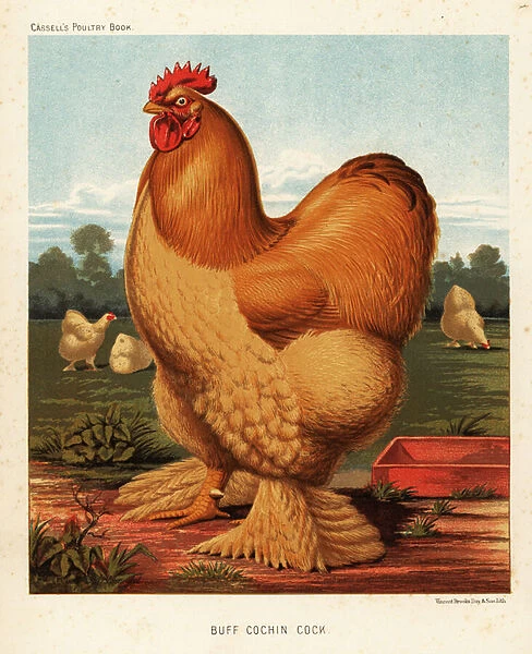 Buff cochin cock, 1890 (chromolithograph)