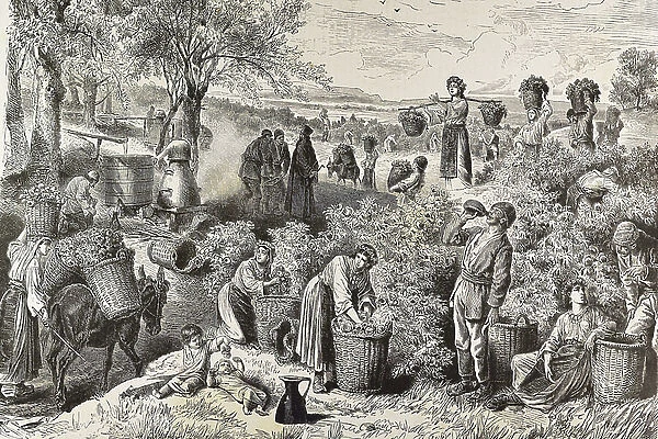 BULGARIA (19th century). Harvesting and distilling roses in the Kezanlik Valley (Eastern Rumelia). Illustration of 1880. Engraving. Private Collection ©Lorio / Iberfoto / Leemage