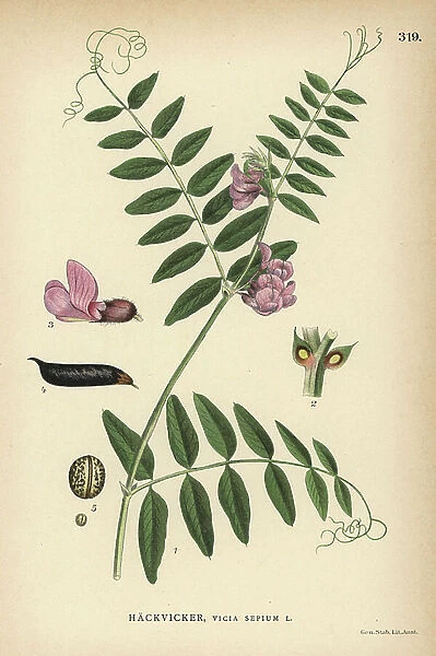 Bush vetch, Vicia sepium