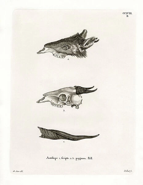 Bushbuck Horns (coloured engraving)