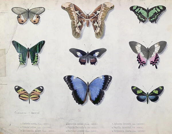 Butterflies from Brazil and Guyana, mid 19th century (colour litho)