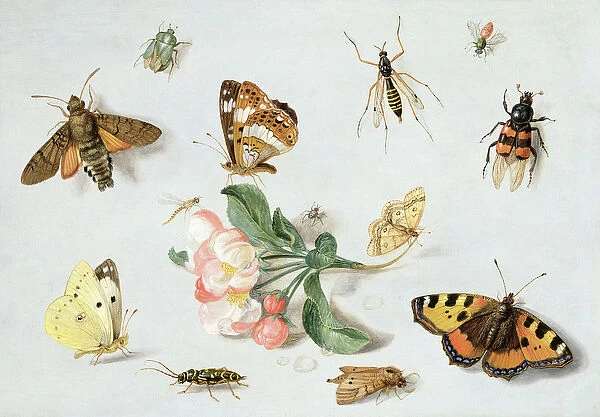 Butterflies, moths and other insects with a sprig of apple blossom (oil on copper)