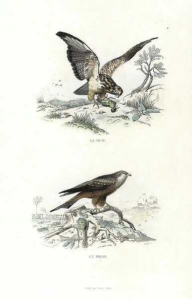 Buzzard, Buteo buteo, and red kite, Milvus milvus. Handcoloured engraving on steel by Oudet after a drawing by Edouard Travies from Richard's '' New Edition of the Complete Works of Buffon,'' Pourrat Freres, Paris, 1837