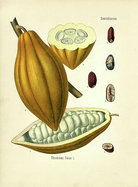 Cacao Tree (colour litho)