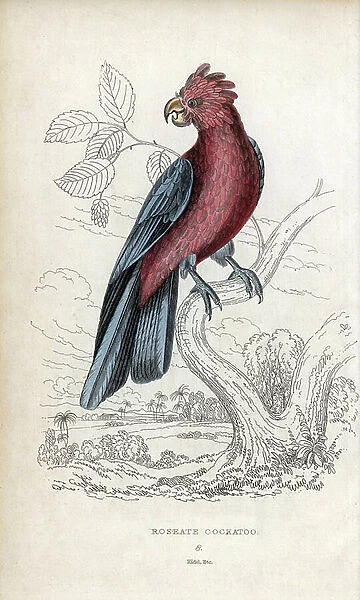 Cacatoes rosalbin, Eolophus roseicapilla. Cackatto rosea. Lithograph of Joseph Kidd, based on a drawing by John Audubon, in Miscellany of Natural History: Parrots, Sir Thomas DiK Lauder and Captain Thomas Brown, published in Edinburgh, Scotland