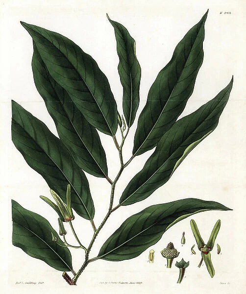 Cachiman or corossolier, leaves - Netted custard apple, Annona reticulata. Handcoloured copperplate engraving by Swan after an illustration by Rev. L. Guilding from Samuel Curtis's '' Botanical Magazine,' London, 1829