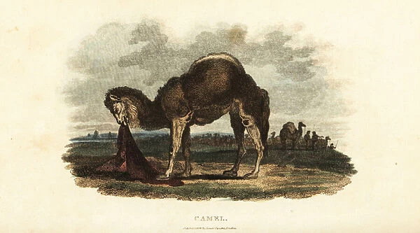 Camel biting, shaking and trampling its Arab owners clothes in a rage